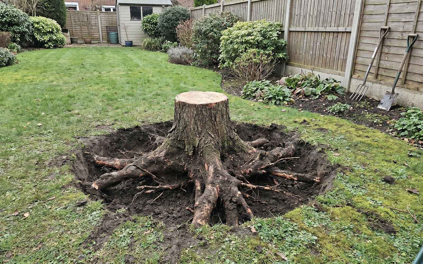 ELT Tree Surgery Work