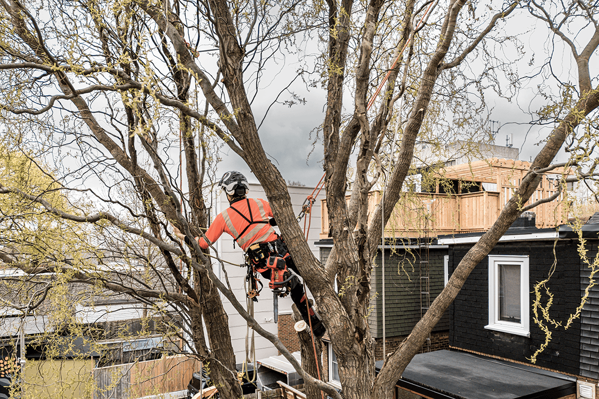Welcome to ELT Tree Surgery