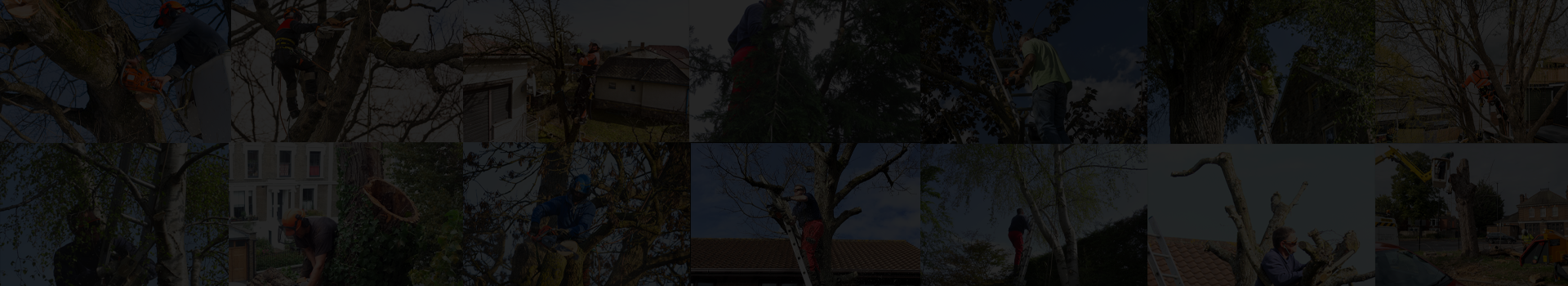 ELT Tree Surgery